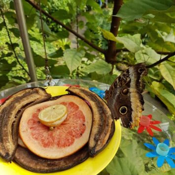 Papiliorama Schmetterlings-Paradies