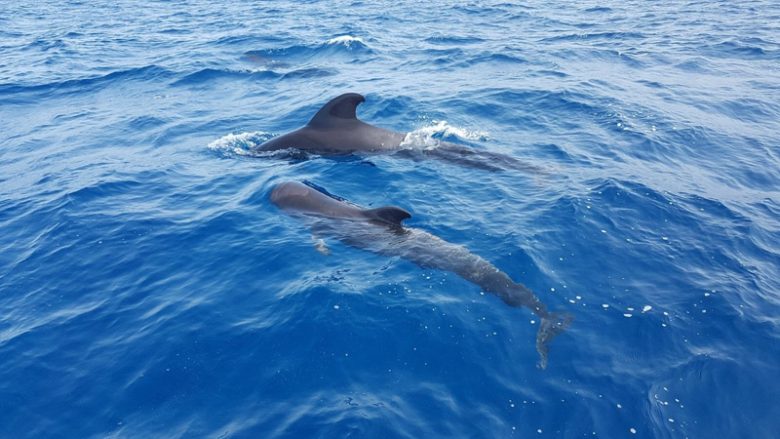 teneriffa-ferien-sehenswuerdigkeiten-whale-watching-tour