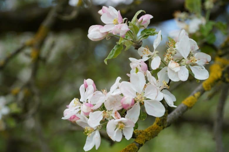 Kirschblüte - Fricktaler Chriesiwäg 