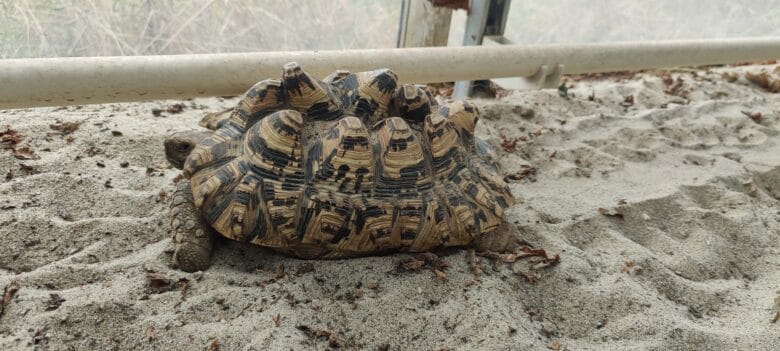 tropenhaus-wolhusen-schildkrotte