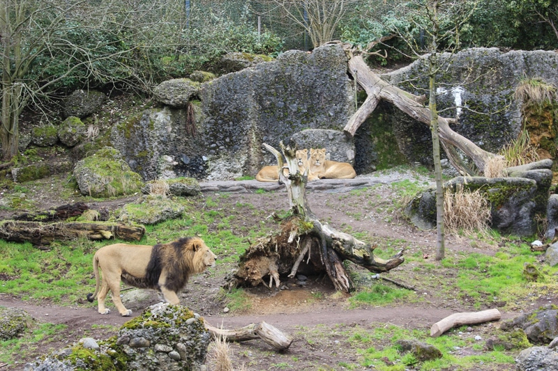 tagesausflug-zoo-zürich-löwen