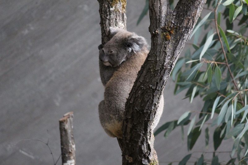 tagesausflug-zoo-zürich-koalabär