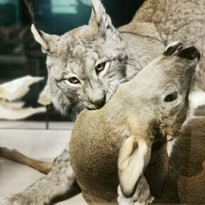 Naturhistorisches Museum