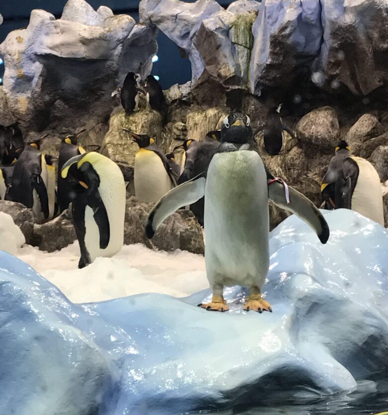 teneriffa-ferien-loro-park-pinguinarium