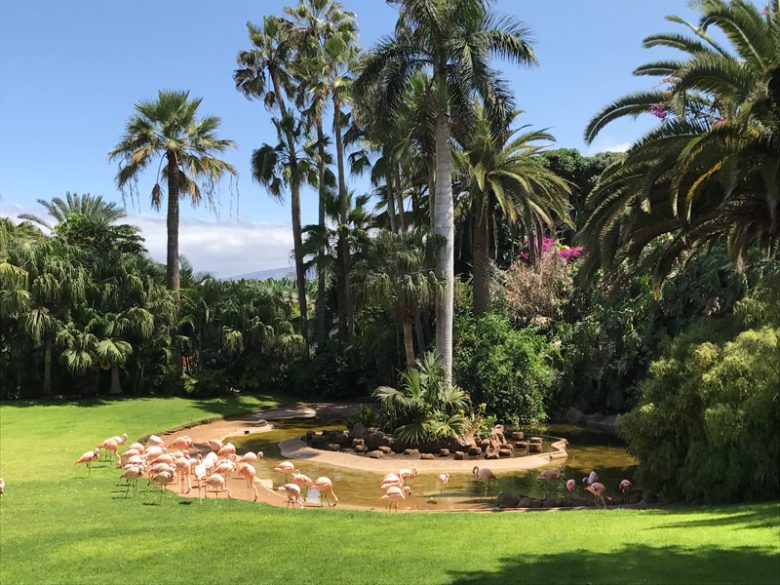 teneriffa-ferien-loro-park-flamingos
