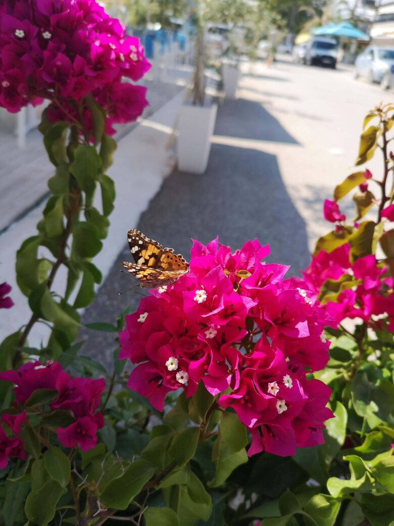 chalkidiki-sommerferien-restaurant-nikiti