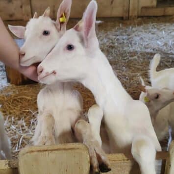 Familienführung auf dem Blüemlisberg