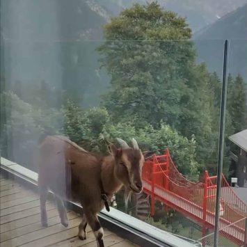 geissensuite-maerchenhotel-braunwald