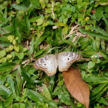 Mawamba Lodge – Natur pur an der Nordkaribikküste