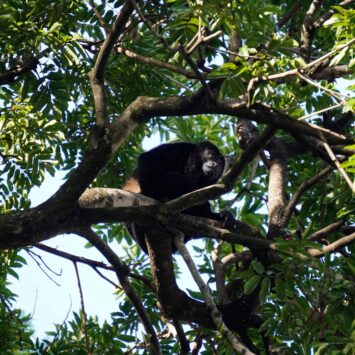 Hotel Bosque del Mar Beachfront in Playa Hermosa