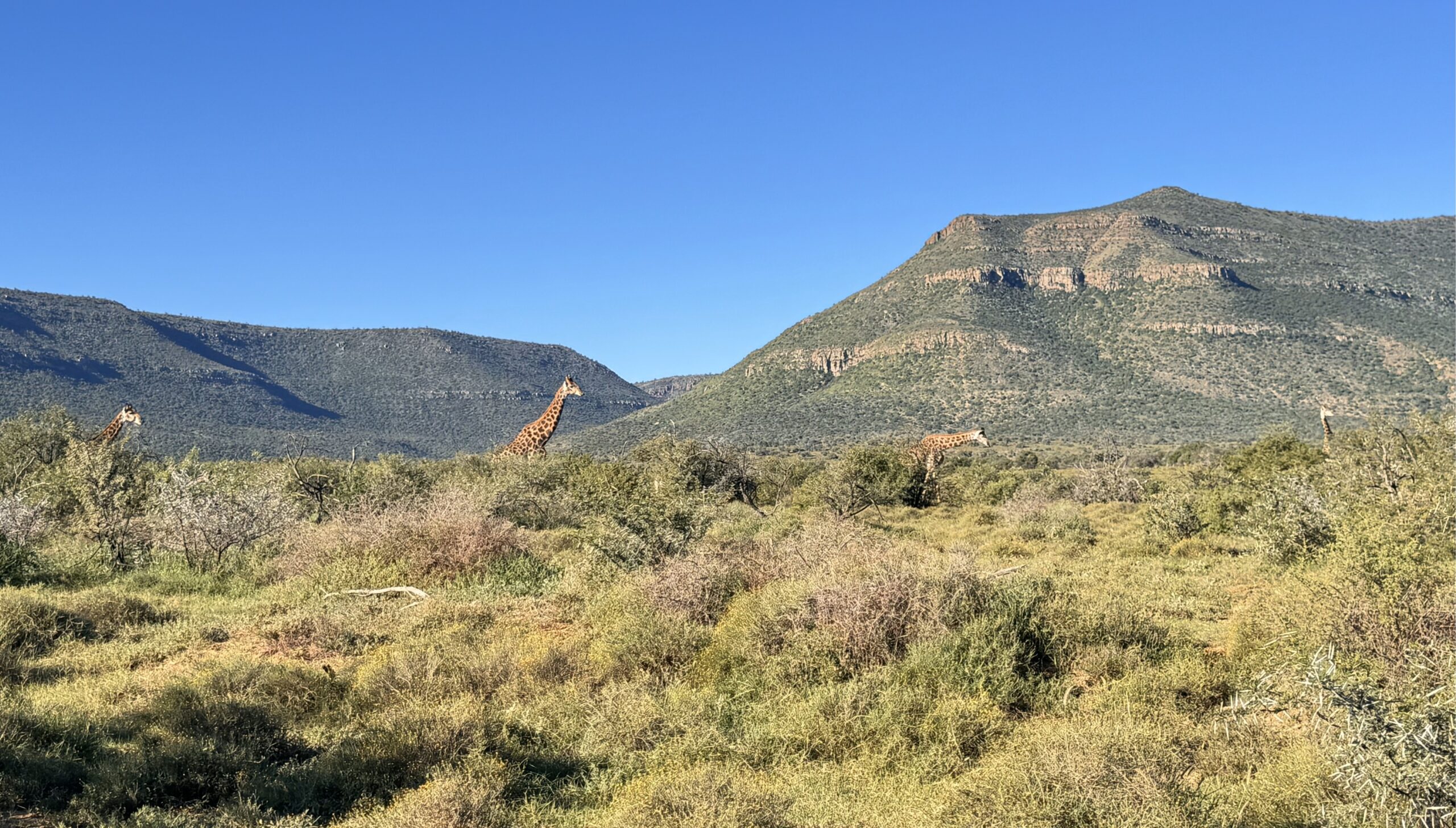 samara-karoo-reserve-game-drive-giraffen