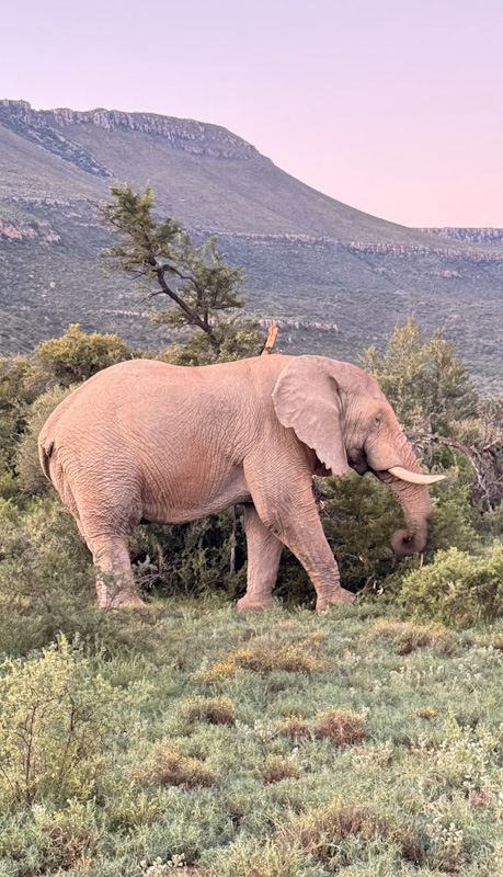 samara-karoo-reserve-game-drive-elephant