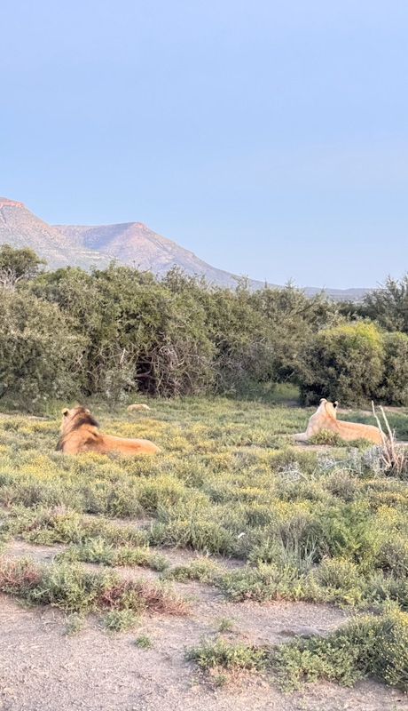samara-karoo-reserve-game-drive-loewen