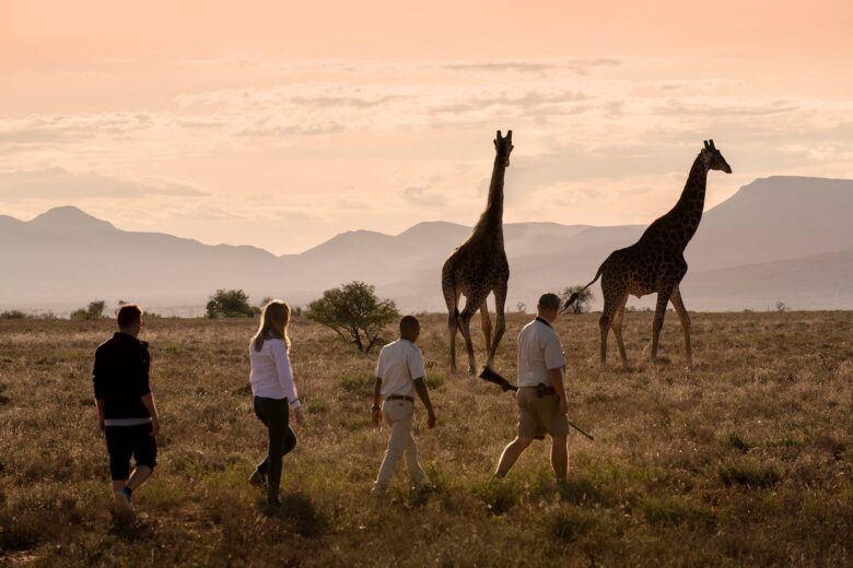 giraffe-tracking-bush-walk-samara-karoo-mountains-landscape-dook