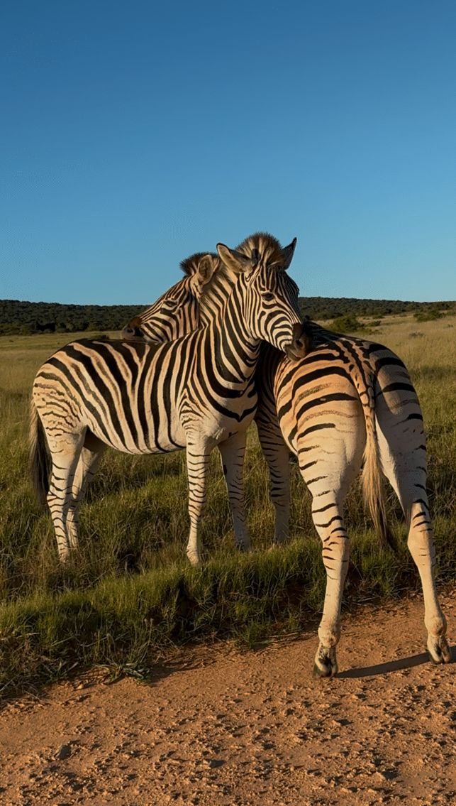 samara-karoo-reserve-game-drive-zebras