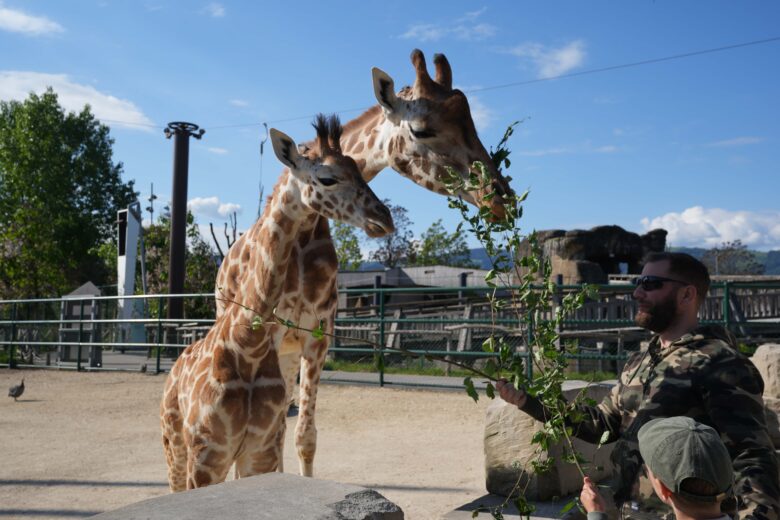 giraffen-lodge-knies-kinderzoo