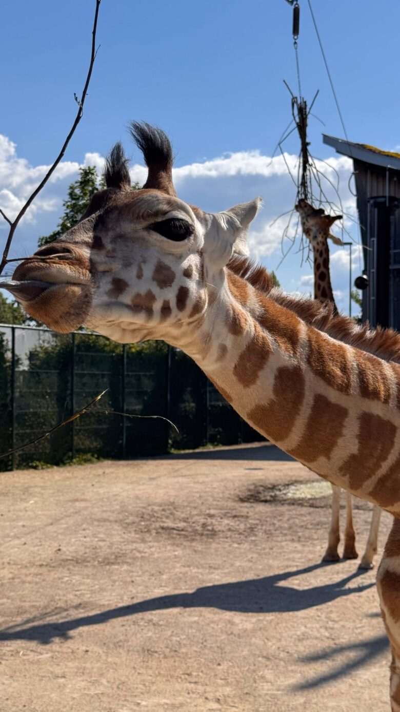 giraffen-lodge-knies-kinderzoo