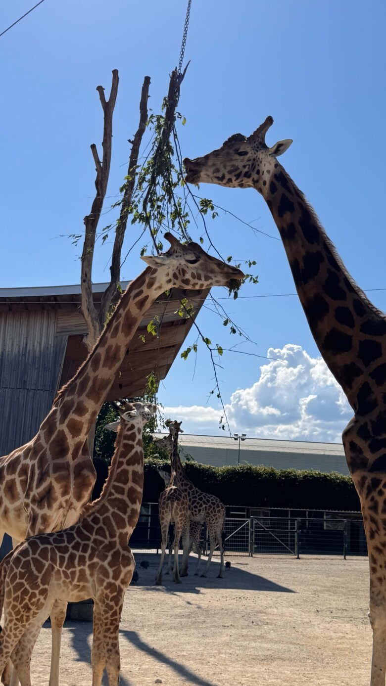 giraffen-lodge-knies-kinderzoo
