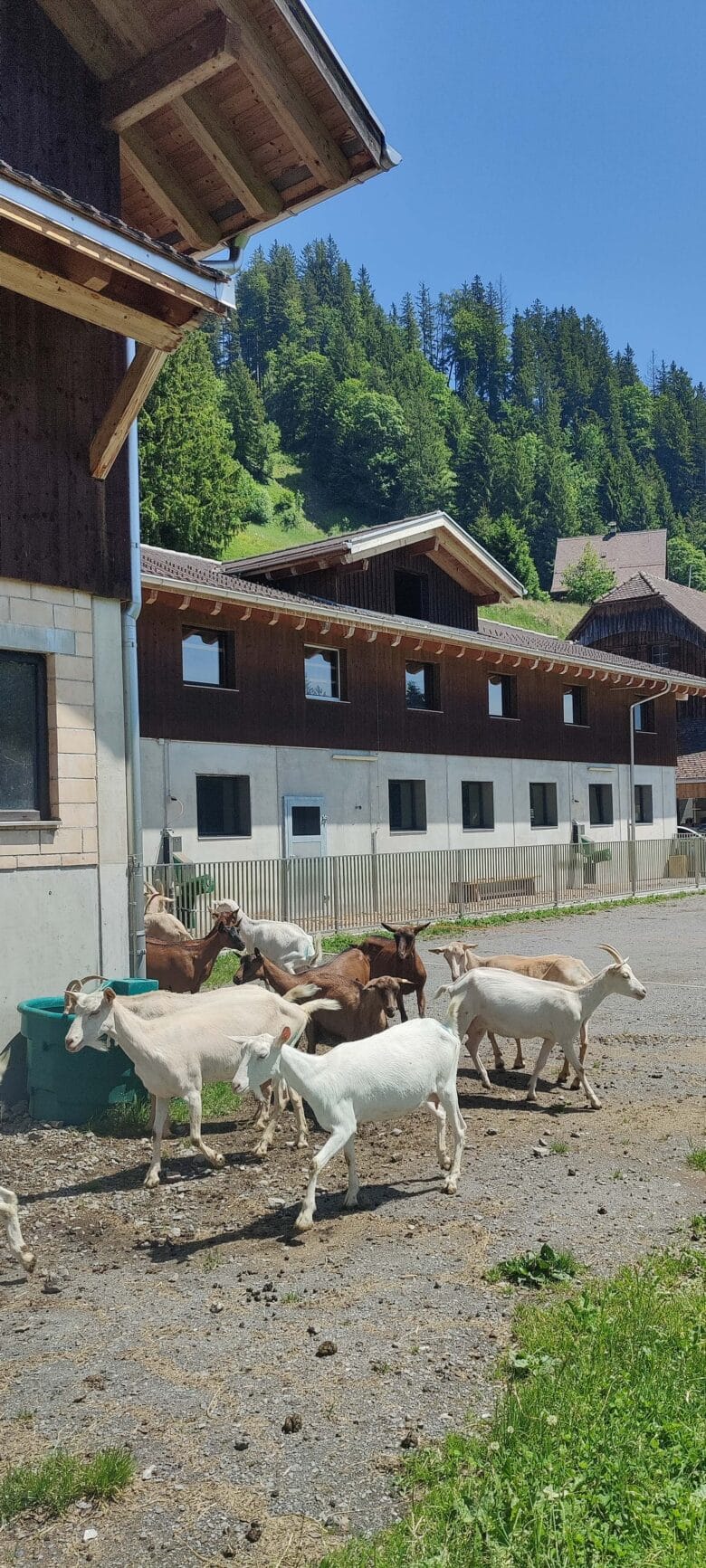 geissenhof-bluesmeliberg-sattel