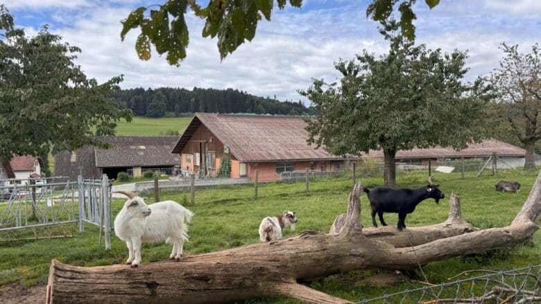 winikon-bauernhof-weiernheim