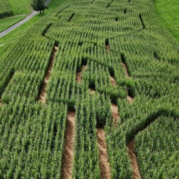 Das Maislabyrinth auf dem Erlebnisbauernhof Weiernheim