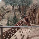 zoo-zuerich-giraffe-anlagen